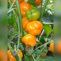Paprika "Sweet Julie" - BIO-Snackpaprika [samenfest]