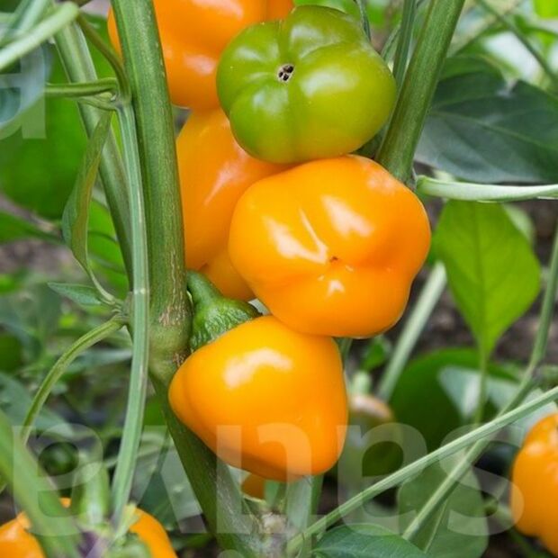 Paprika "Sweet Julie" - BIO-Snackpaprika [samenfest]