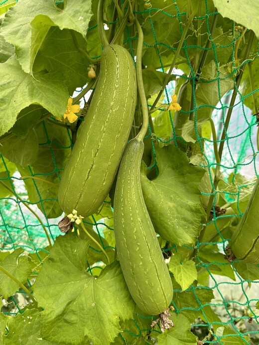 Schwammgurke "Luffa-Gurke" Bio-Freilandgurke (samenfest)