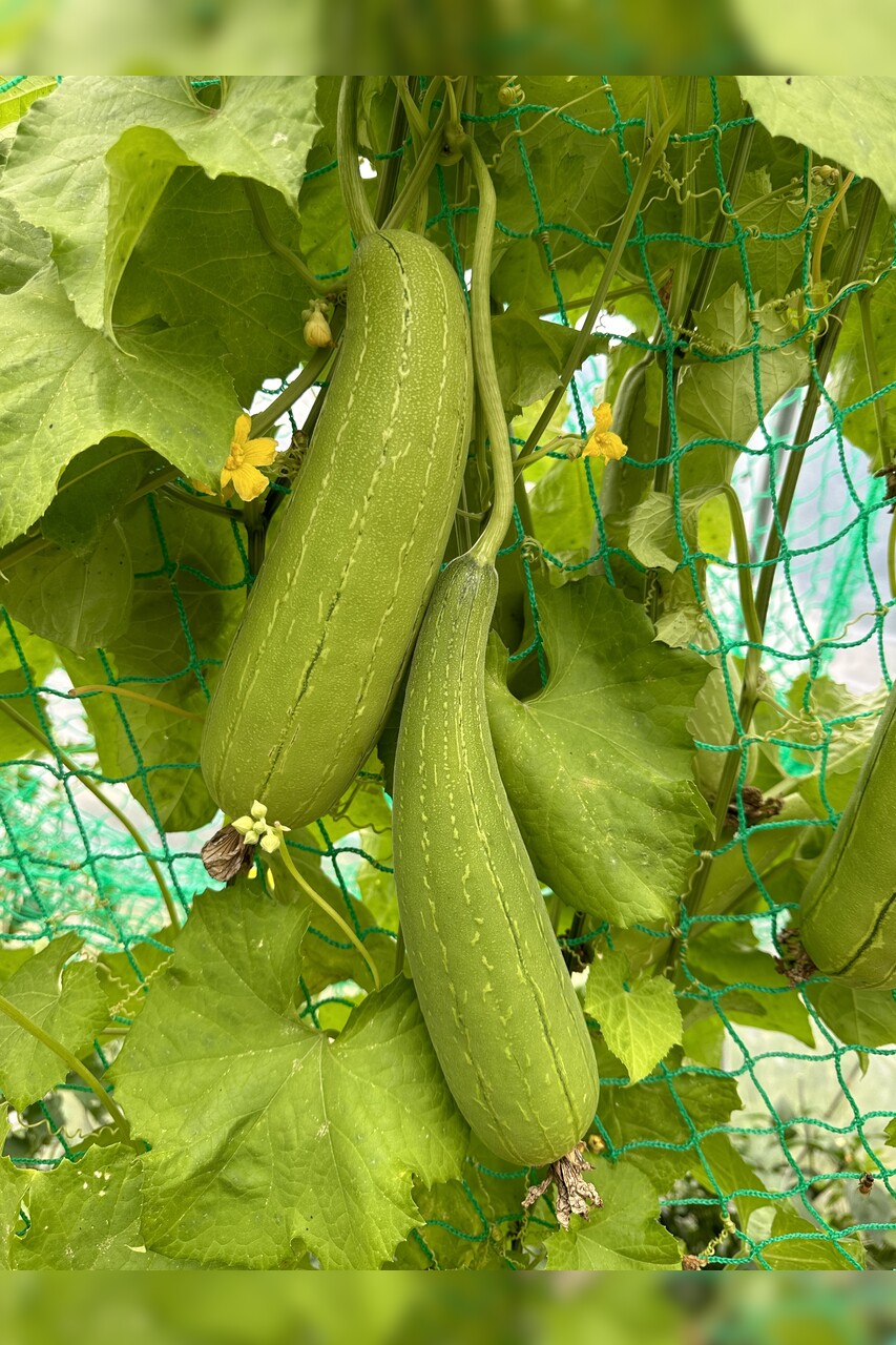 Schwammgurke "Luffa-Gurke" Bio-Freilandgurke (samenfest)