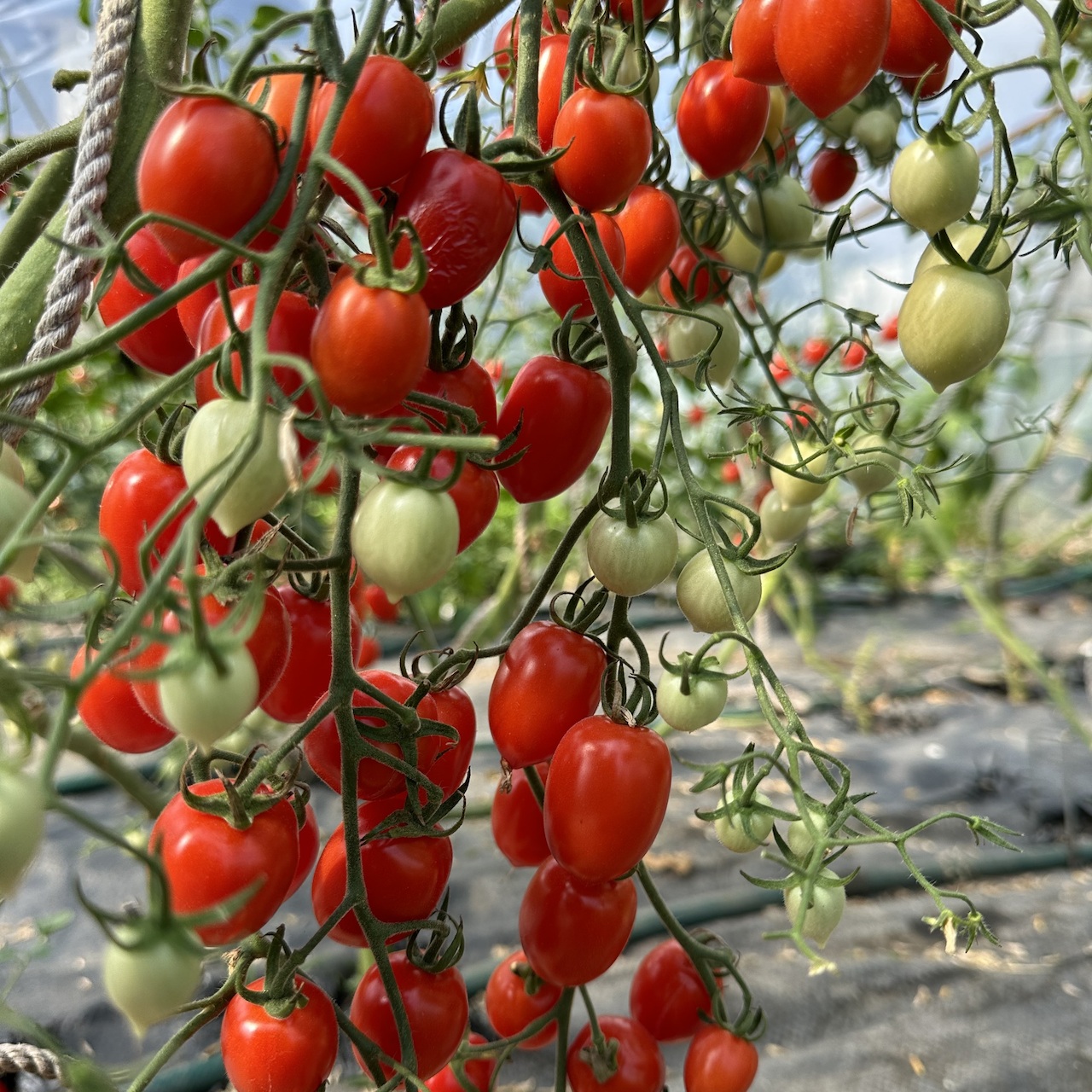 Tomate "Taubenherz" - BIO-Tomatensorte [samenfest]