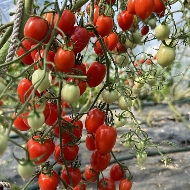 Tomate "Taubenherz" - BIO-Tomatensorte [samenfest]