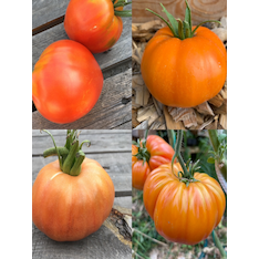 Tomaten-Set "Gewächshaustomaten" - 4 BIO-Sorten [samenfest]