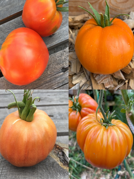 Tomaten-Set "Gewächshaustomaten" - 4 BIO-Sorten [samenfest]
