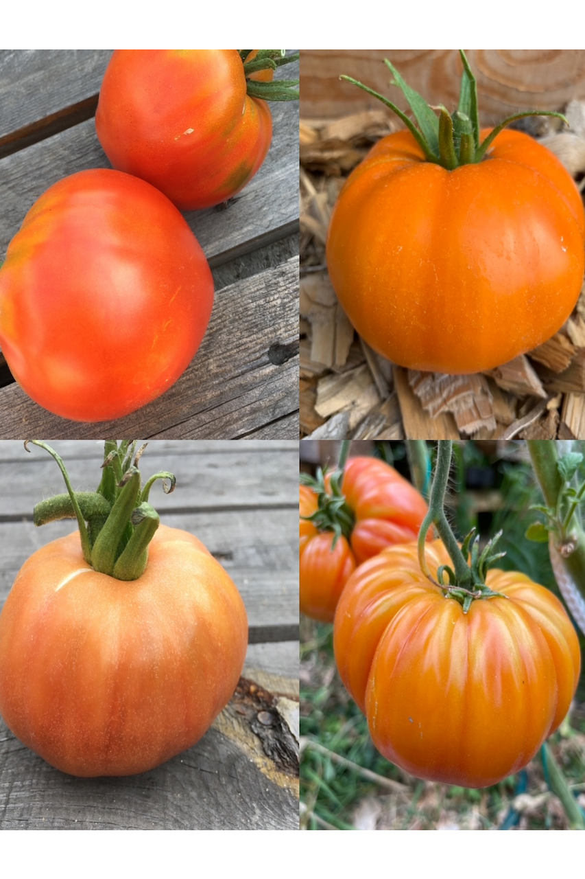 Tomaten-Set "Gewächshaustomaten" - 4 BIO-Sorten [samenfest]