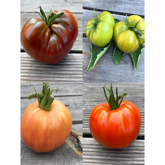 Tomaten-Set "Ochsenherztomaten" - 4 BIO-Sorten [samenfest]