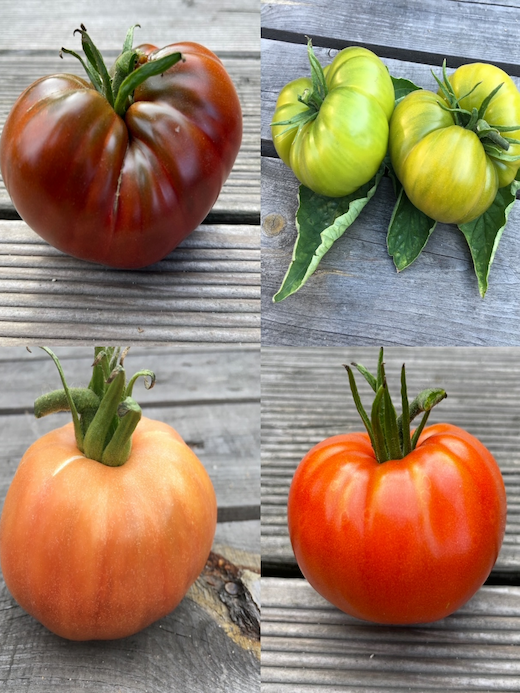 Tomaten-Set "Ochsenherztomaten" - 4 BIO-Sorten [samenfest]