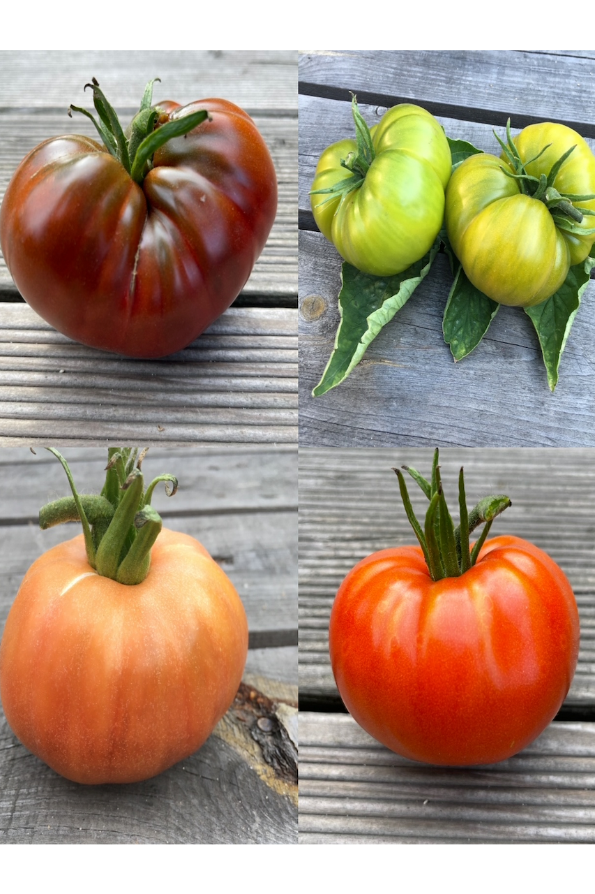 Tomaten-Set "Ochsenherztomaten" - 4 BIO-Sorten [samenfest]