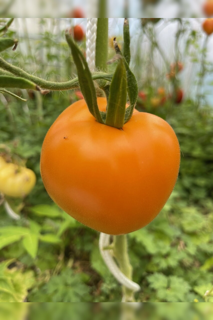 Tomate "Valencia" - BIO-Tomatensorte [samenfest]