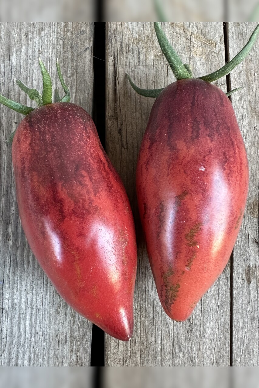 Tomate "Slivka Gurman" - BIO-Tomatensorte [samenfest]