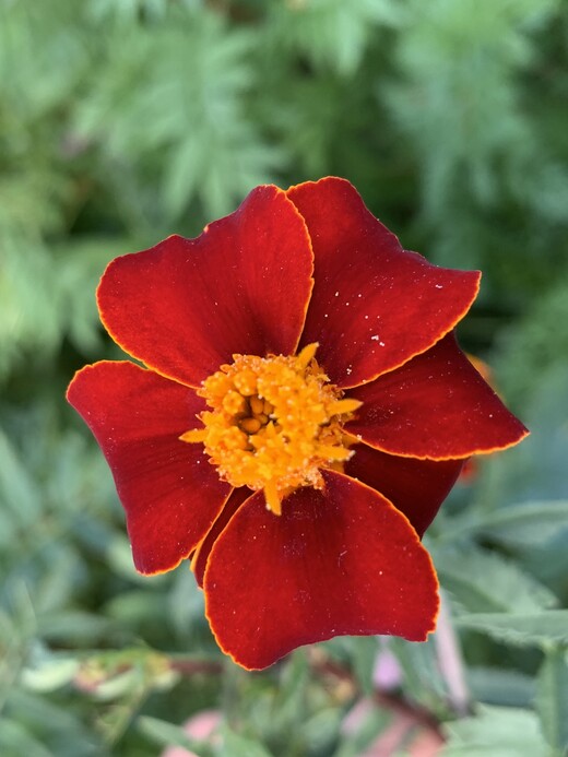 Blumensamen-Mischung „Blühstreifen“ - 9 BIO-Blumensorten [samenfest]