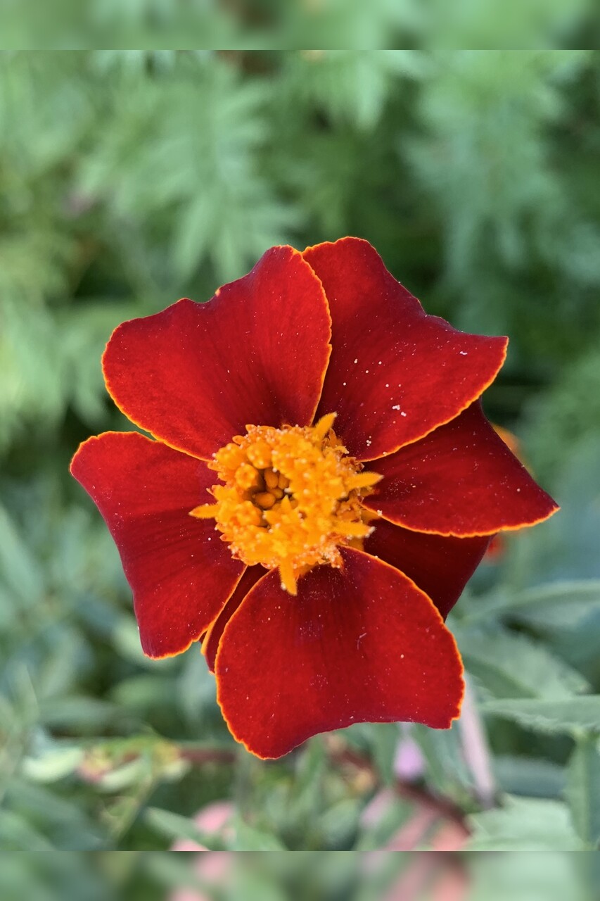 Blumensamen-Mischung „Blühstreifen“ - 9 BIO-Blumensorten [samenfest]