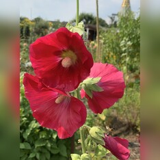 Stockrose "rot" - BIO-Stockrosensamen [samenfest]
