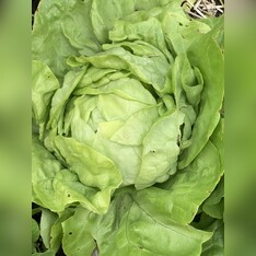 BIO-Kopfsalat "Lucinde" - BIO-Salatsorte (samenfest)