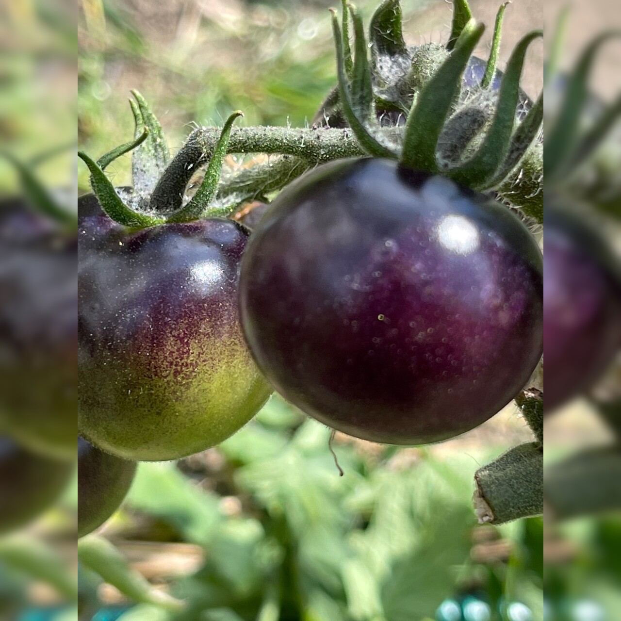 Tomate "Indigo Rose" - BIO-Tomatensorte [samenfest]
