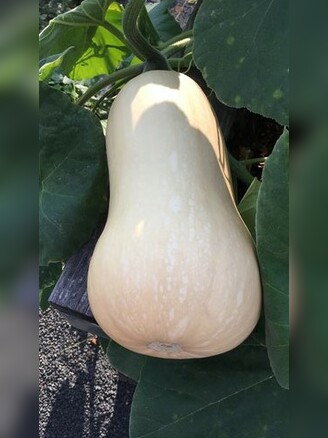 Butternut "Waltham" - BIO-Kürbisorten [samenfest]