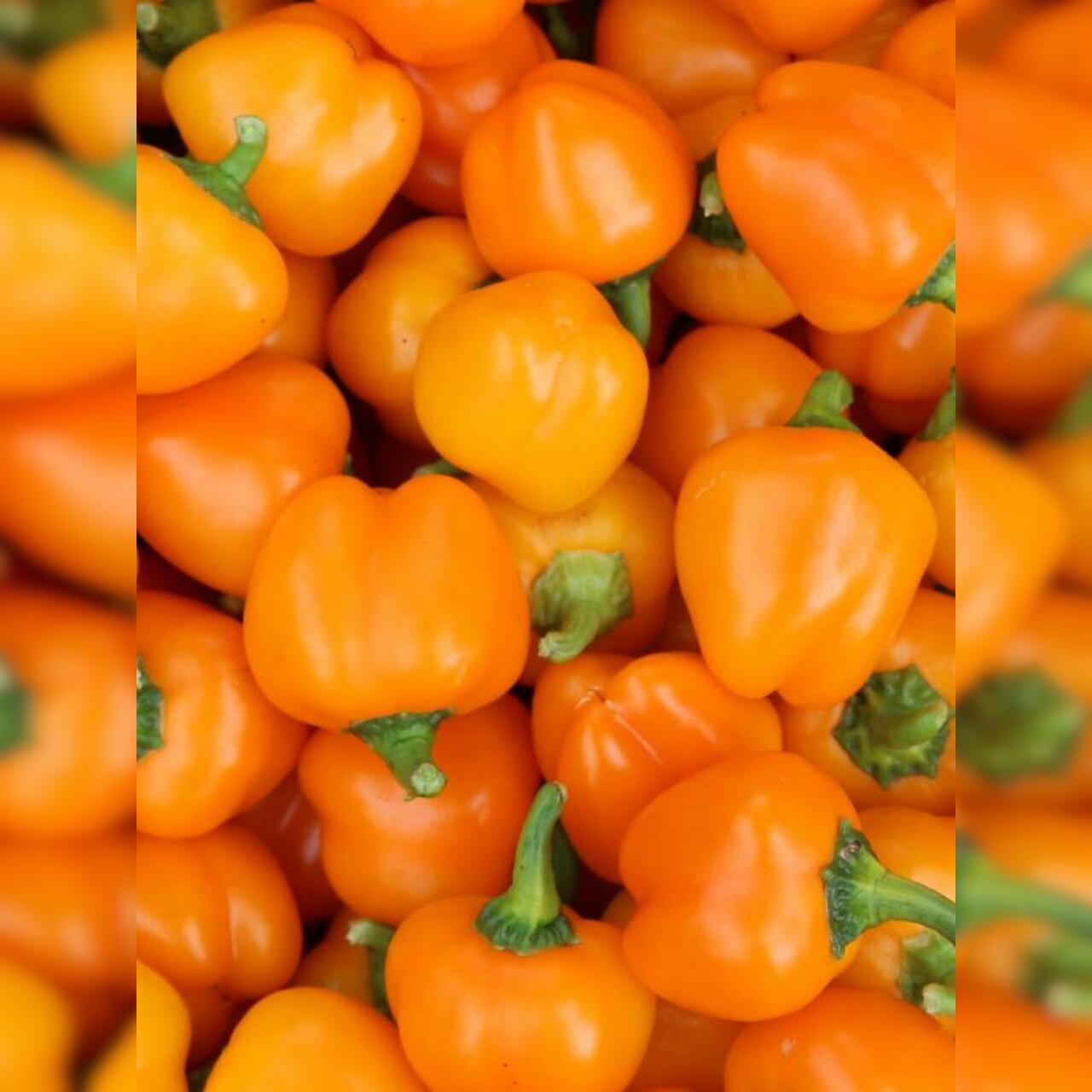 Paprika "Sweet Julie" - BIO-Snackpaprika [samenfest]