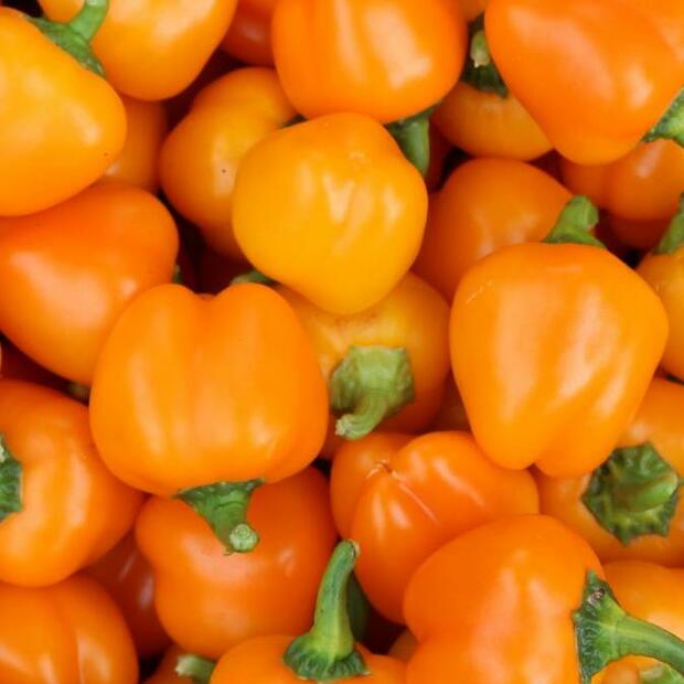 Paprika "Sweet Julie" - BIO-Snackpaprika [samenfest]