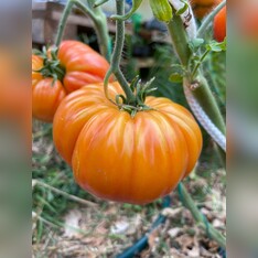 Tomate "Ananastomate" - BIO-Tomatensorte [samenfest]