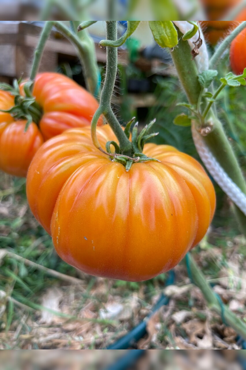 Tomate "Ananastomate" - BIO-Tomatensorte [samenfest]