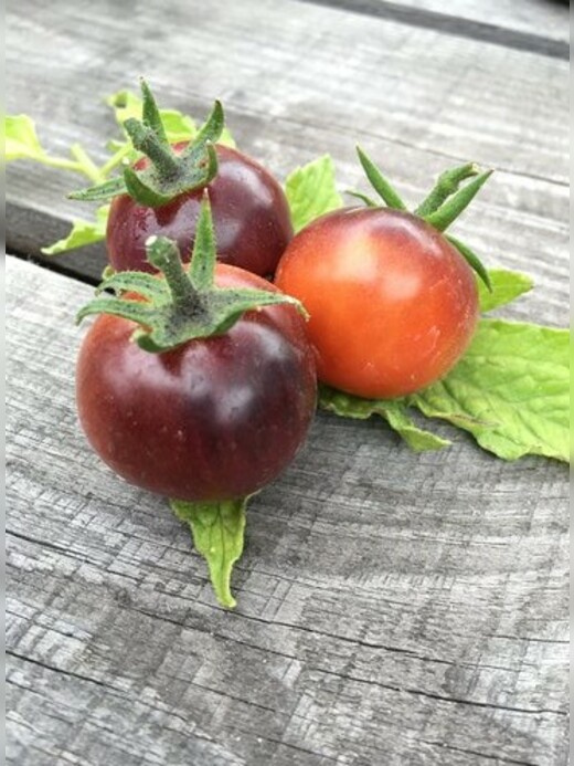 Tomate "Blue Pitts" - BIO-Tomatensorte [samenfest]