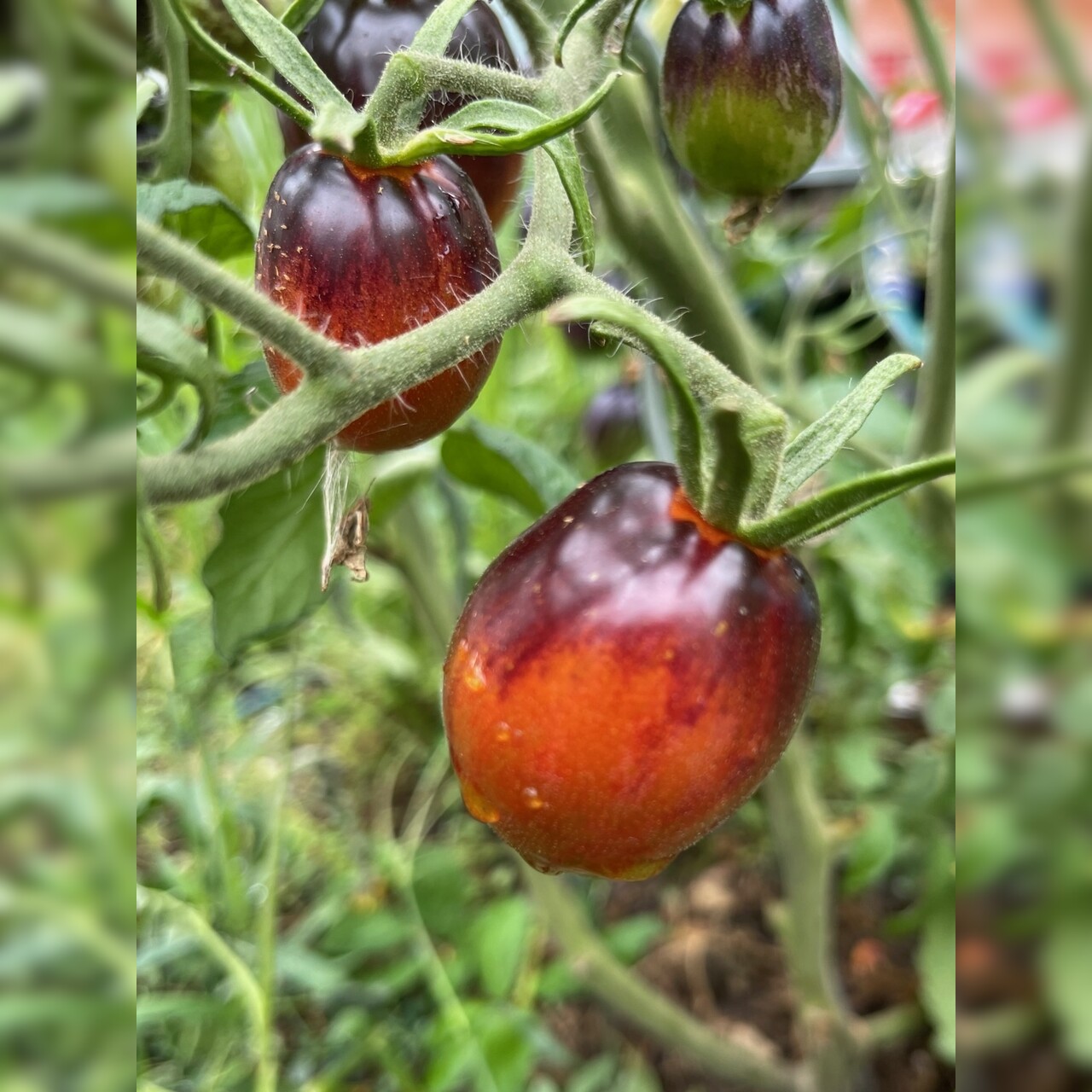 Tomate „Purple Dragon“ - BIO-Tomatensorte [samenfest]