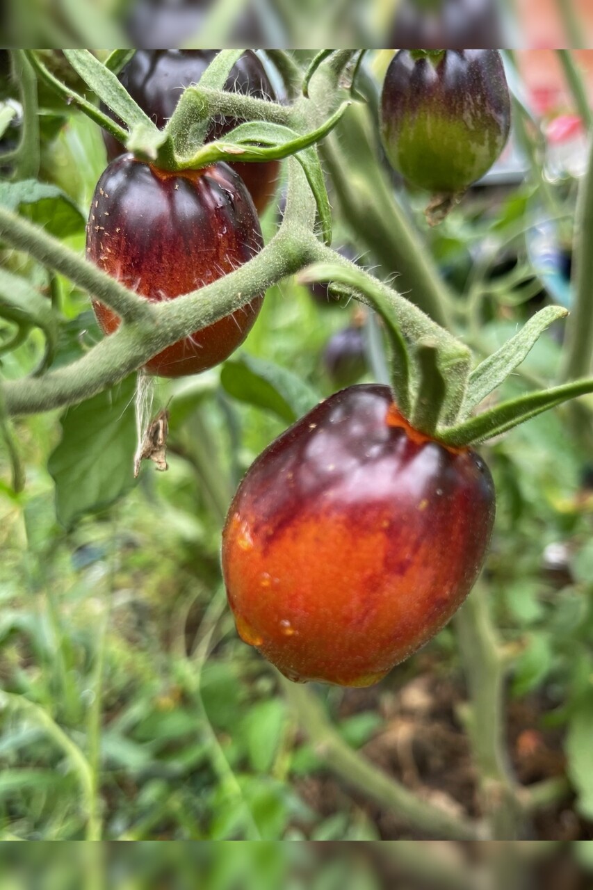 Tomate „Purple Dragon“ - BIO-Tomatensorte [samenfest]