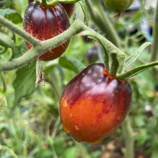 Tomate „Purple Dragon“ - BIO-Tomatensorte [samenfest]