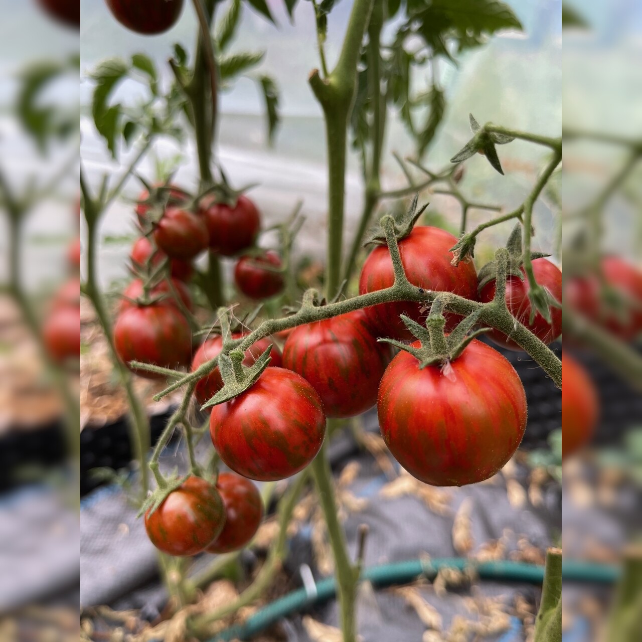 Tomate "Black Zebra Cherry" - BIO-Tomatensorte [samenfest]