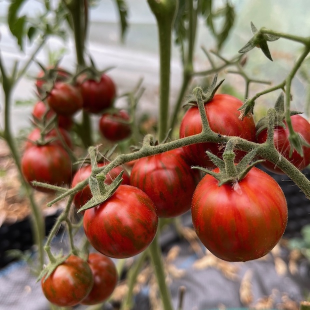Tomate "Black Zebra Cherry" - BIO-Tomatensorte [samenfest]