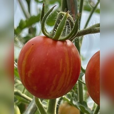Tomate "Tigerella" - BIO-Tomatensorte [samenfest]