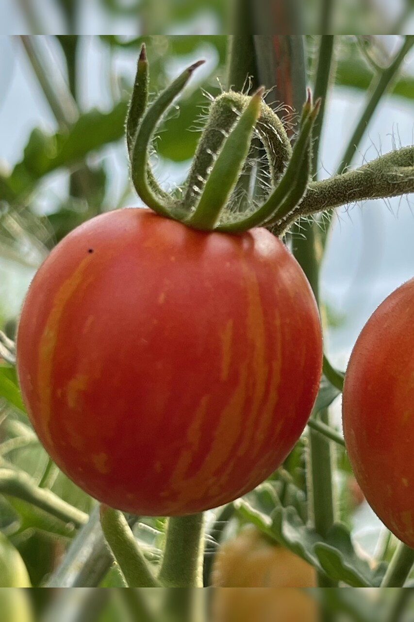 Tomate "Tigerella" - BIO-Tomatensorte [samenfest]