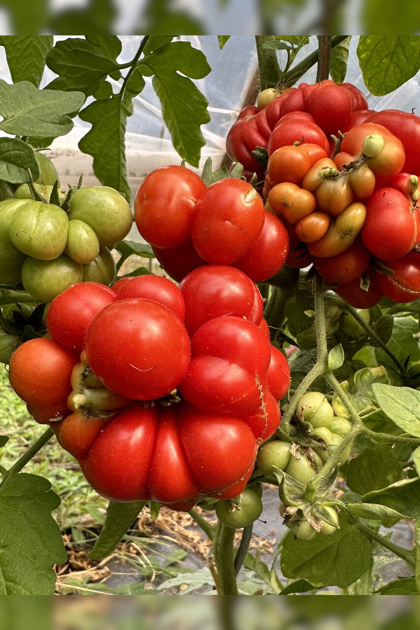 Tomate "Reisetomate" - BIO-Tomatensorte [samenfest]