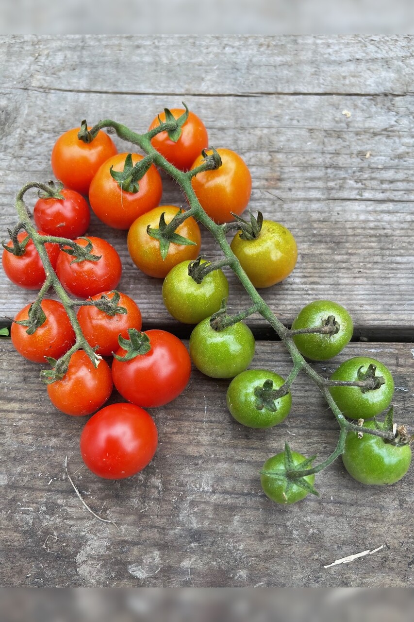 Gemüsesamen-Set "Verliebtes Gemüse" - 4 BIO-Sorten [samenfest]