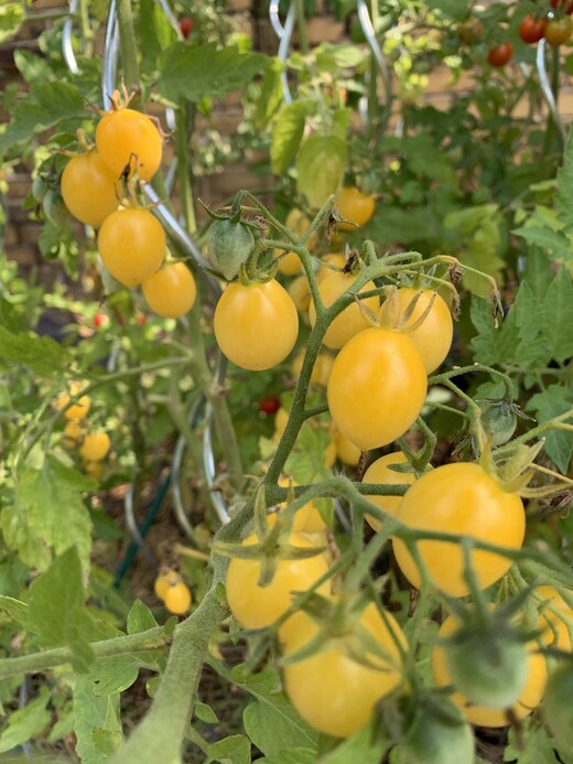 Tomaten-Set "Cocktailtomaten" - 4 BIO-Tomatensorten [samenfest]
