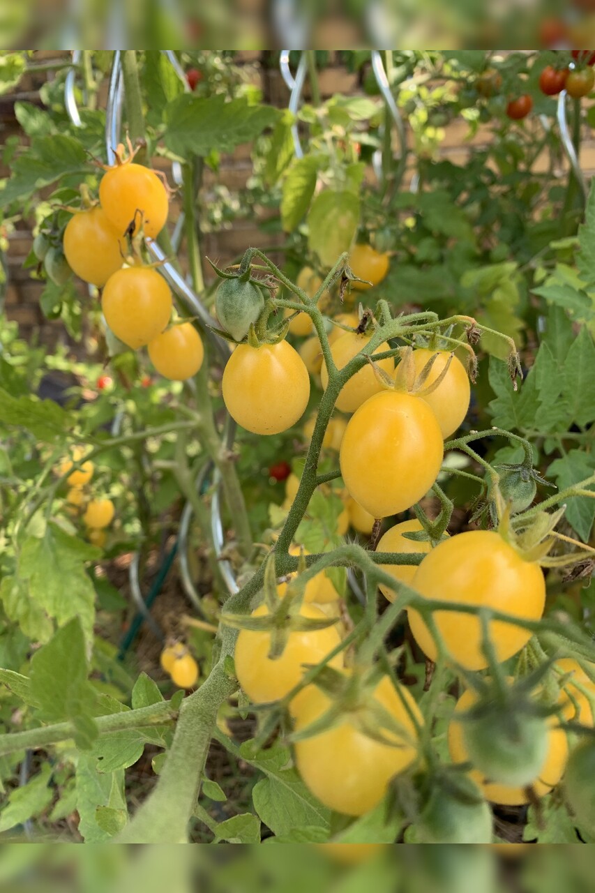 Tomaten-Set "Cocktailtomaten" - 4 BIO-Tomatensorten [samenfest]