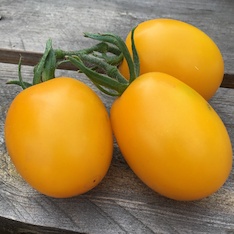 Tomate "König Humbert" - BIO-Tomatensorte [samenfest]