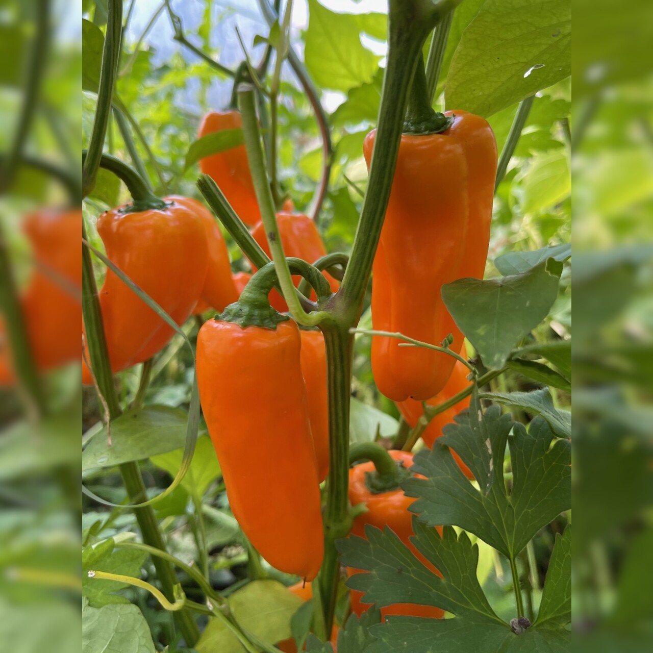 Paprika "Lunchbox Orange" - BIO-Paprikasamen [samenfest]