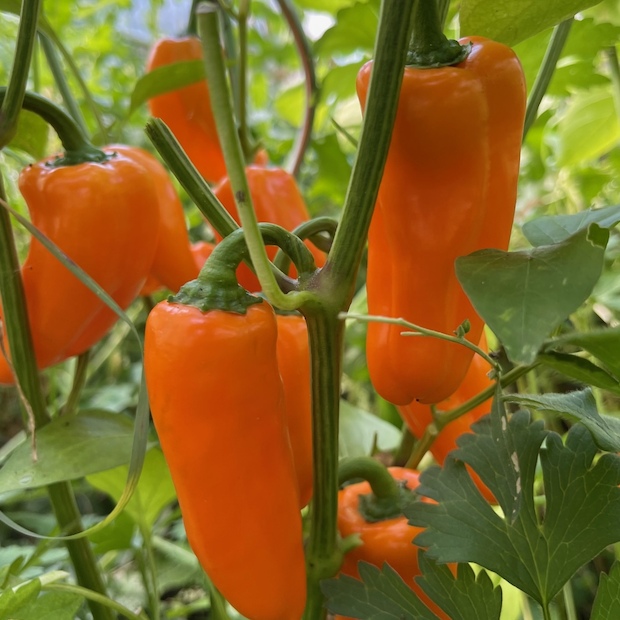 Paprika "Lunchbox Orange" - BIO-Paprikasamen [samenfest]