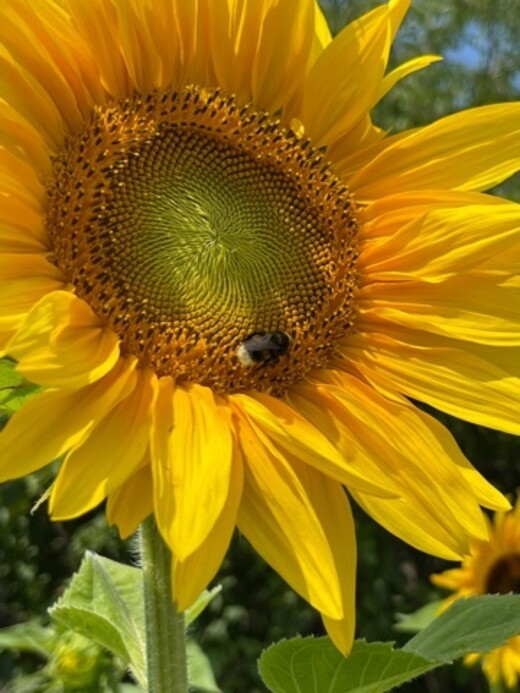 "Sonnenblume" - BIO-Blumensamen [samenfest]