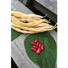 Kidneybohne "Canadian Wonder" (samenfest & BIO)
