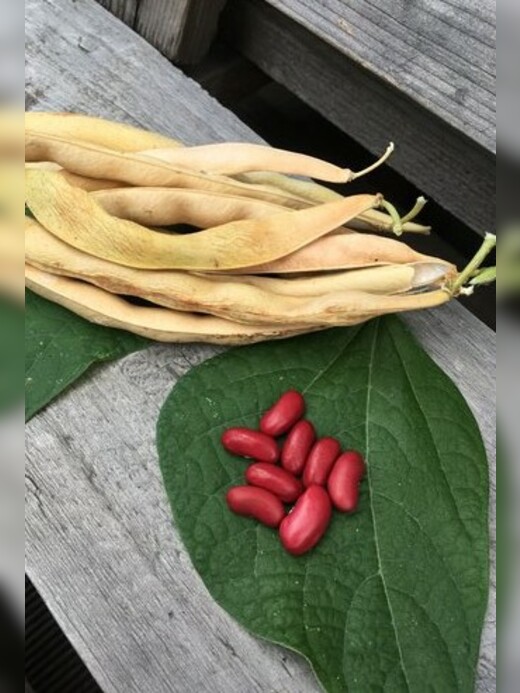 Gemüsesamen-Set "Gartenbohnen" - 3 BIO-Bohnensorten [samenfest]