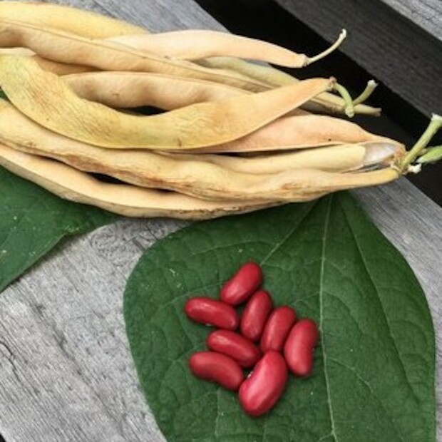 Kidneybohne "Canadian Wonder" (samenfest & BIO)