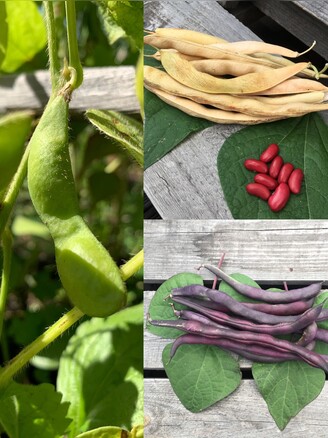 Gemüsesamen-Set "Gartenbohnen" - 3 BIO-Bohnensorten [samenfest]