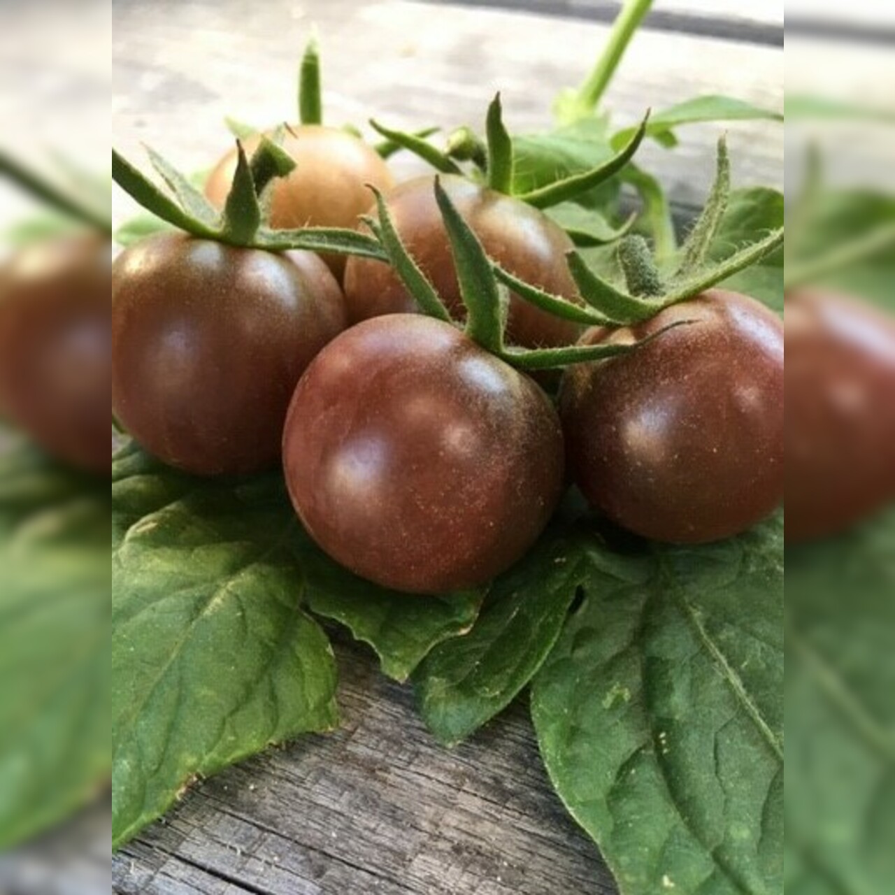 Anzucht-Set "Cherrytomaten" [samenfest]