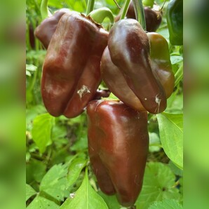 Paprika "Sweet Chocolate" - BIO-Paprikasamen [samenfest]