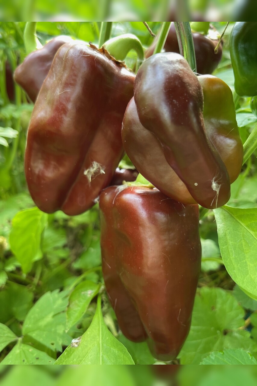 Paprika "Sweet Chocolate" - BIO-Paprikasamen [samenfest]