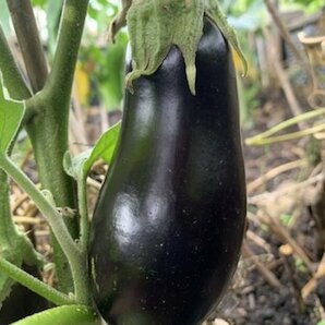 Auberginen Samen „Zora“ / „Melanzani“ für Gewächshaus (samenfest & BIO)