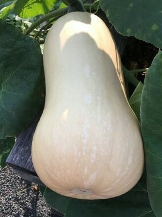 Butternut-Kürbis "Waltham" - BIO-Kürbisorten [samenfest]