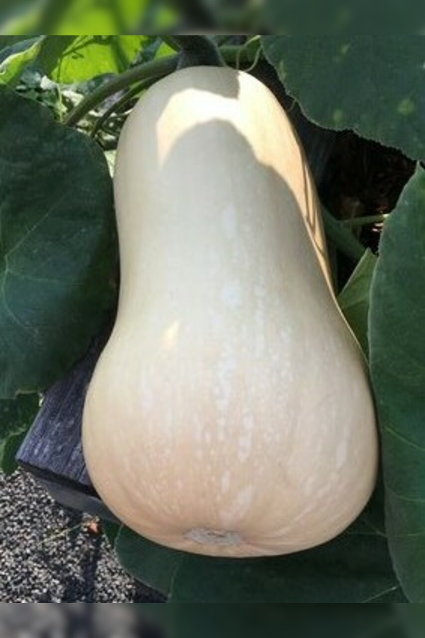 Butternut-Kürbis "Waltham" - BIO-Kürbisorten [samenfest]